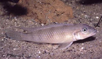 Lamprologus congoensis